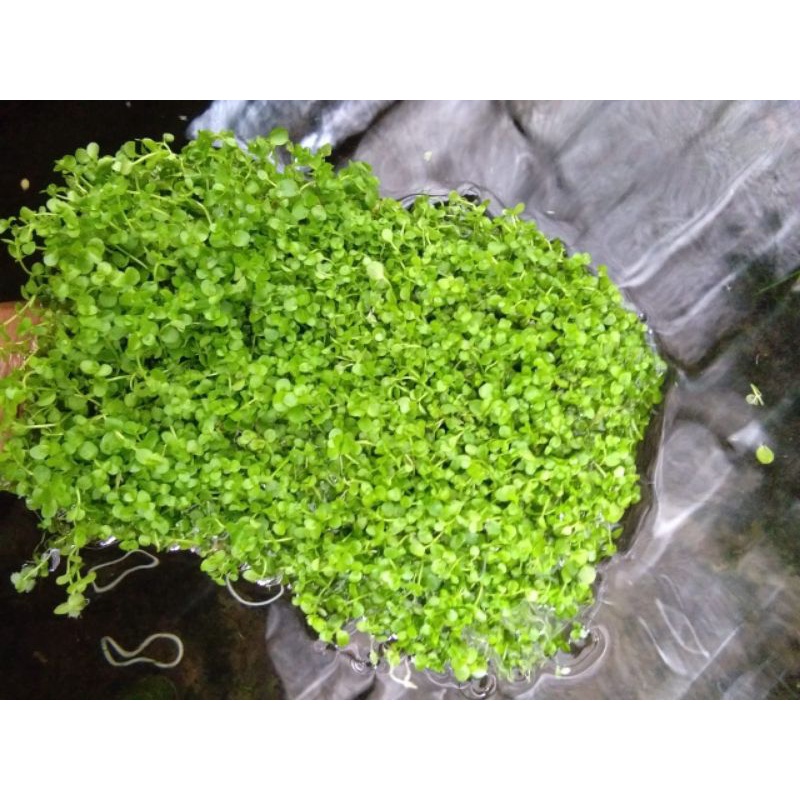 Monte Carlo 15cm x 15cm tanaman carpet aquascape