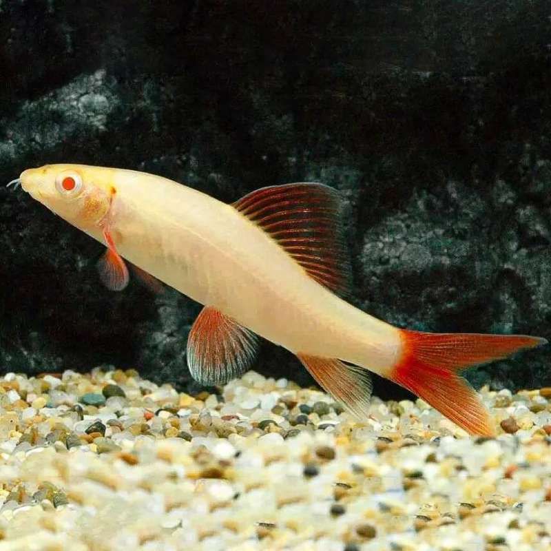 ikan redfin/ikan redfin albino