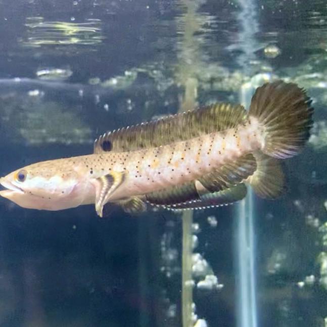 ikan channa blue pulchra Grade A - 6-8 cm