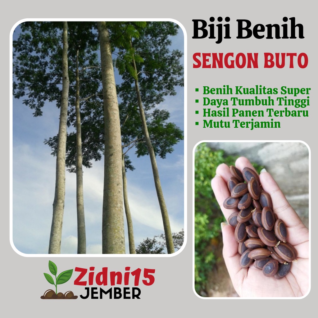 [500gram] Biji Benih Sengon Jaguar / Sengon Buto / Sengon Tokek