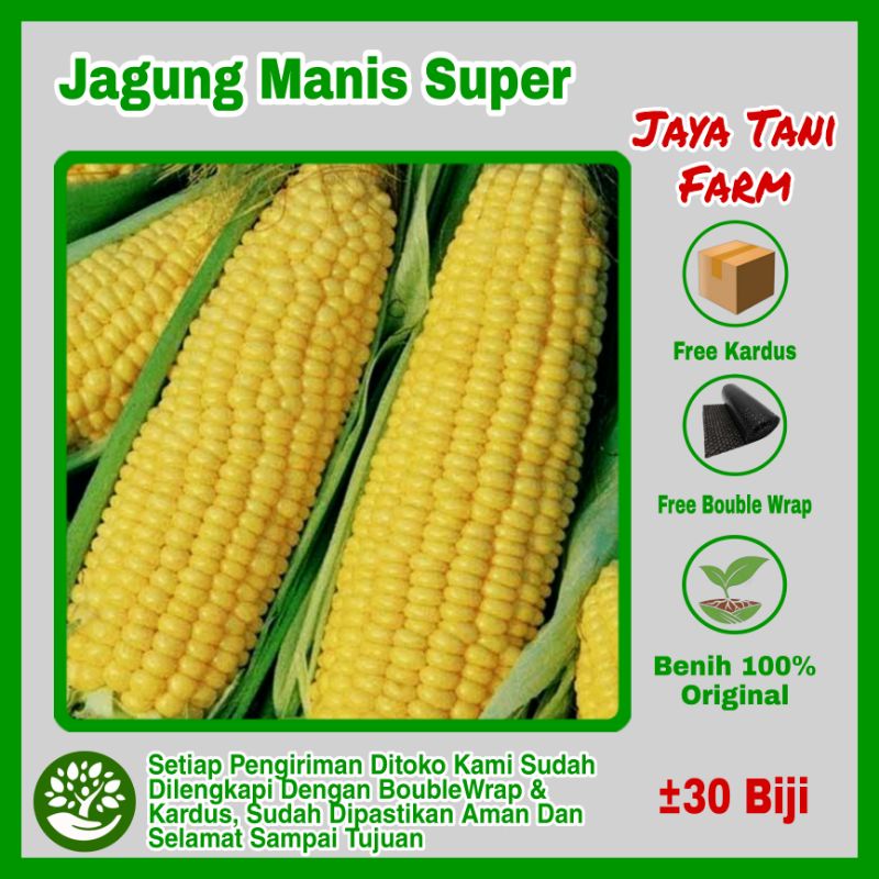 30 Biji Benih Jagung Manis / Bibit Jagung Manis Unggul / bibit sayuran / benih Sayuran / Biji Sayura