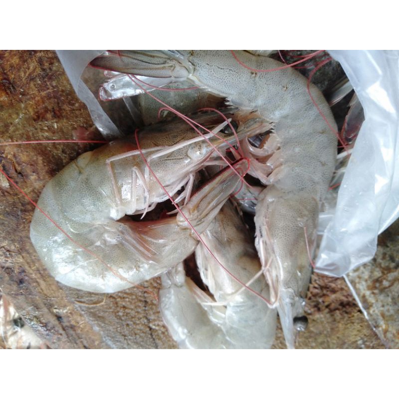 

UDANG