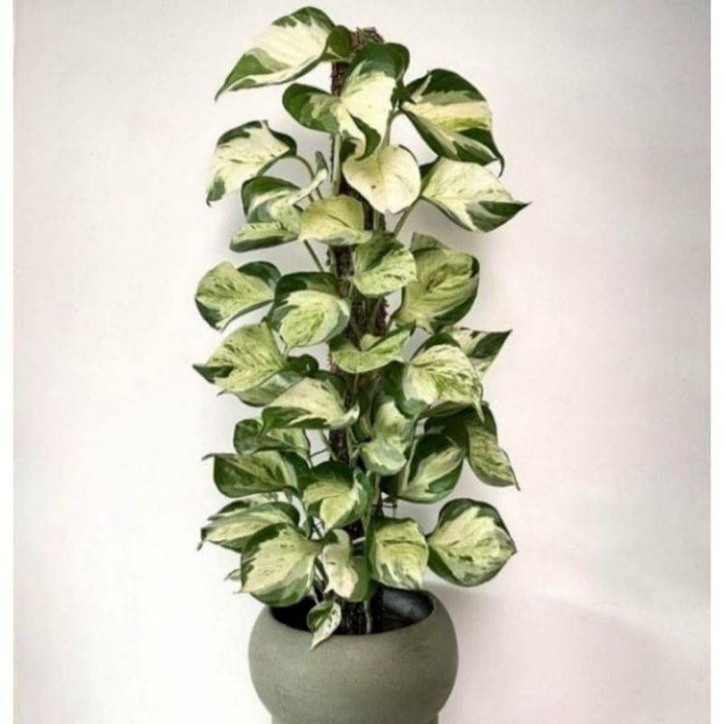 Pohon gantung Manjula Pohon merambat