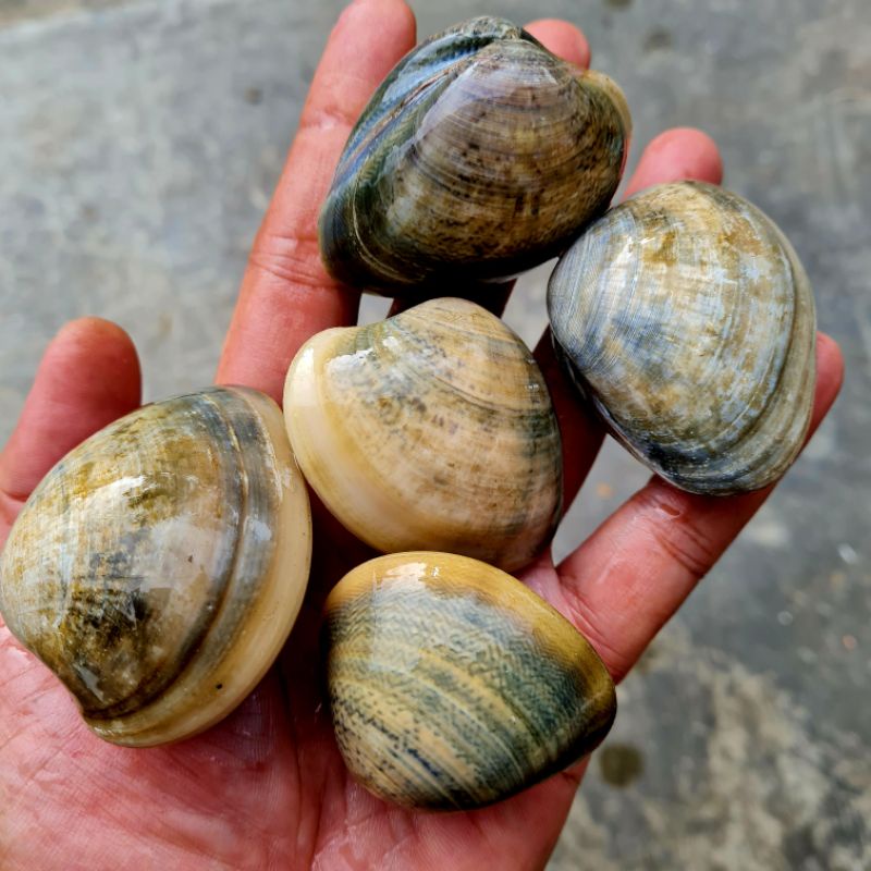 

Kerang Madu / Manis 1kg