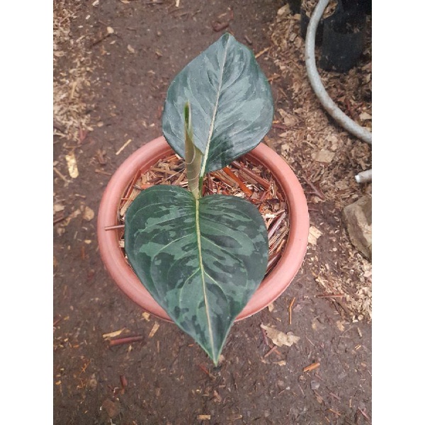 aglonema army suroso
