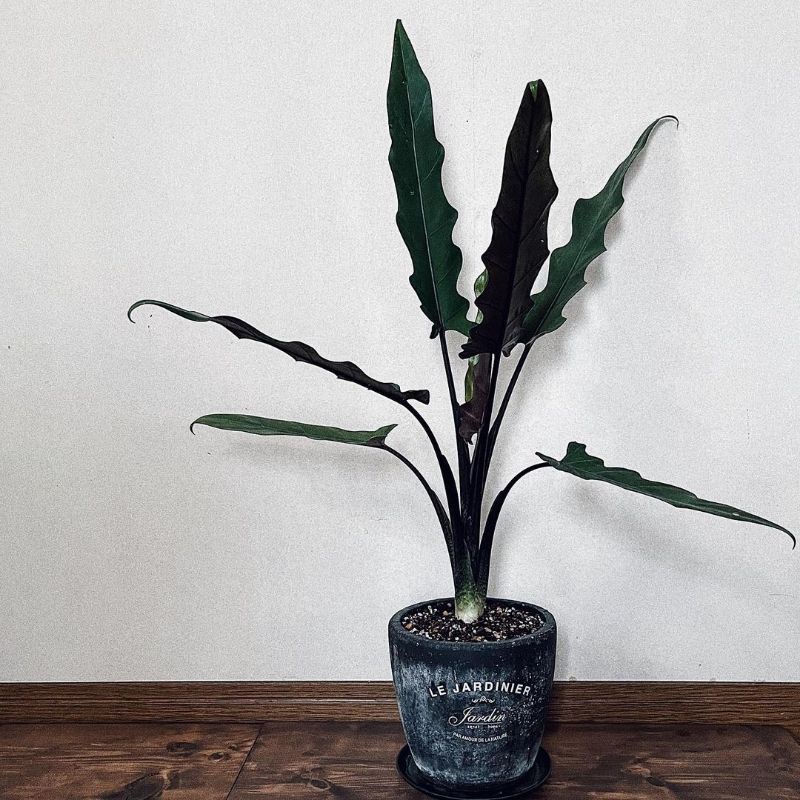 Tanaman Hias Alocasia keris Papua / keladi keris hitam / Alocasia lauterbachiana