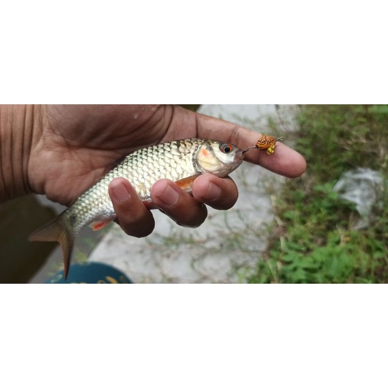 Micro kumbang batik, cocok buat casting ikan wader merah , nila, hampili, kocolan, betok, red devil,