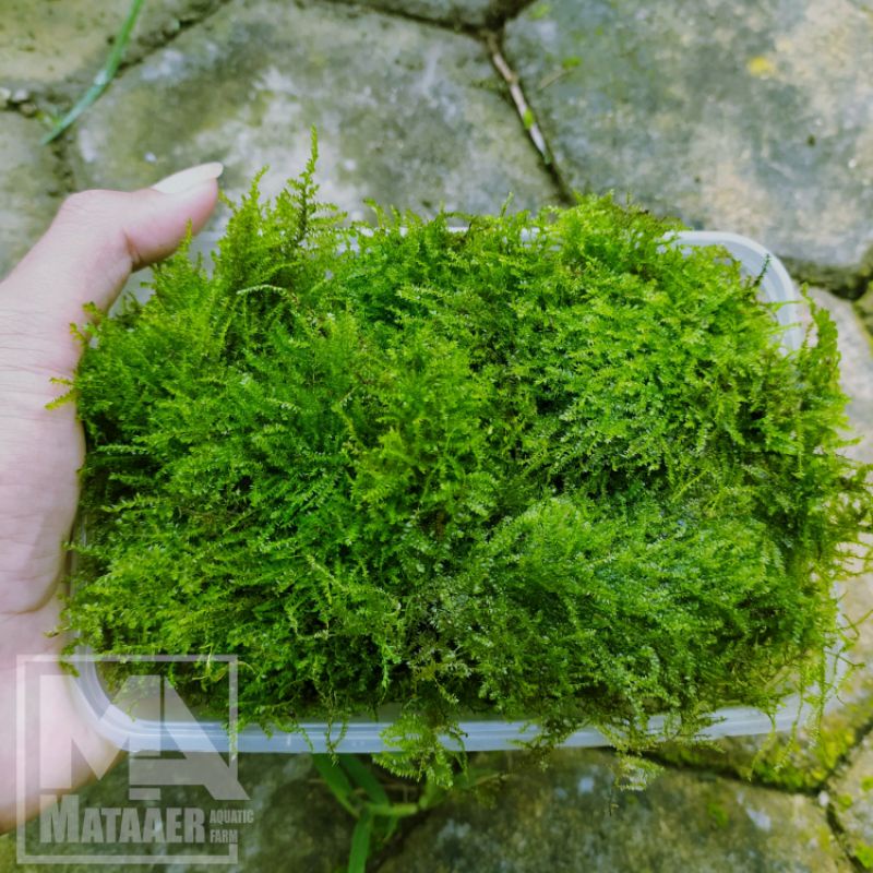 Weeping tropica clump original ( moss aquascape )