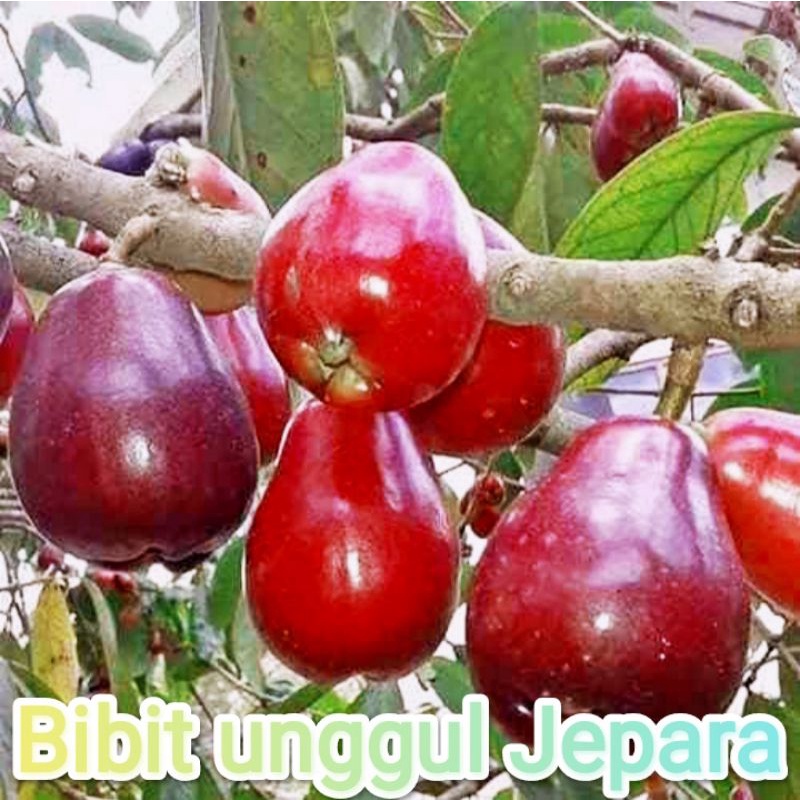 BIBIT JAMBU BOL JAMAIKA SIAP BERBUAH