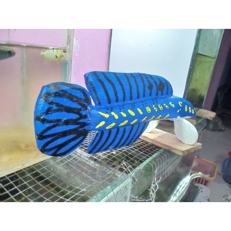 patung channa blue pulchra 20-23cm