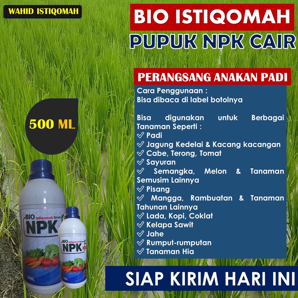 Jual 500 ML PUPUK ISTIQOMAH GROW pupuk padi sawah terbaik pupk padi