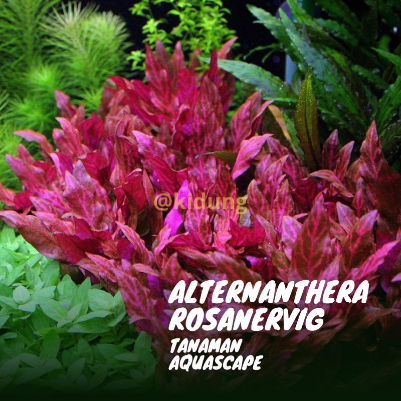 Altenanthera Renicki Rosanervig ( Tanaman Aquascape Tanpa Co2 )