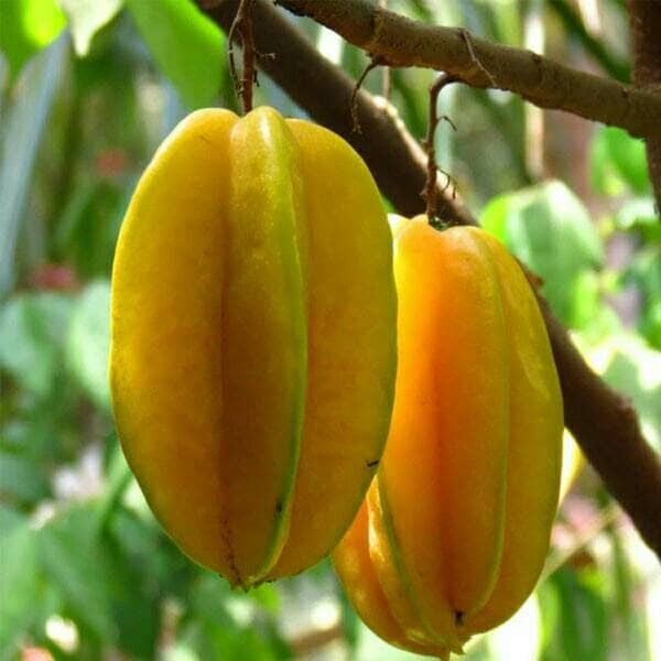 Bibit tanaman buah belimbing madu GG22