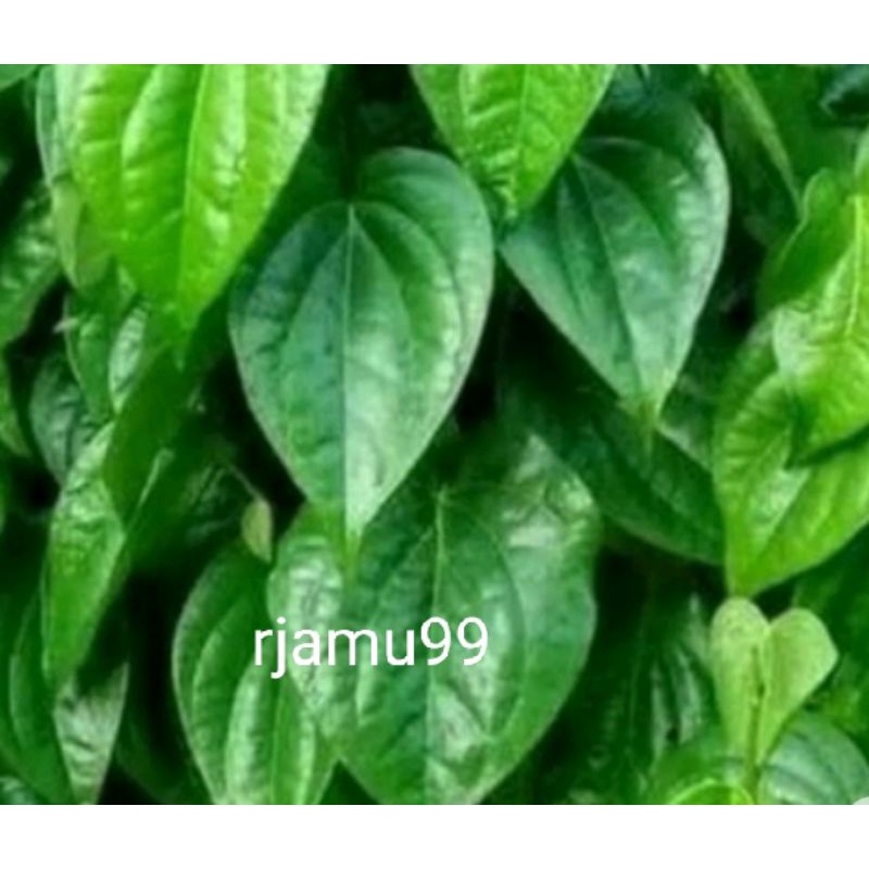 

Herbal Daun Sirih Segar 250g