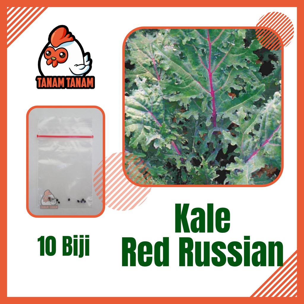 10 Benih Kale Red Russian Seed Bibit Sayuran Kale Red Ursa Super Tanaman Sayur Unggul Berkualitas Ti