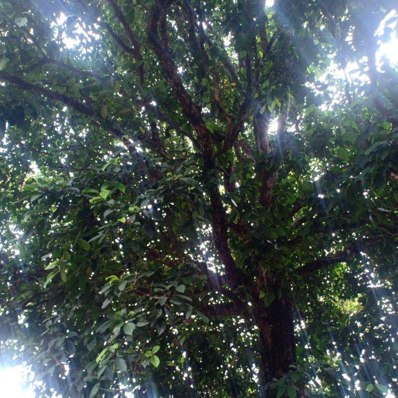 

Daun Menteng atau daun rambai