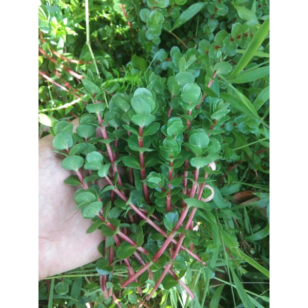 10 batang rotala blood red - aquascape