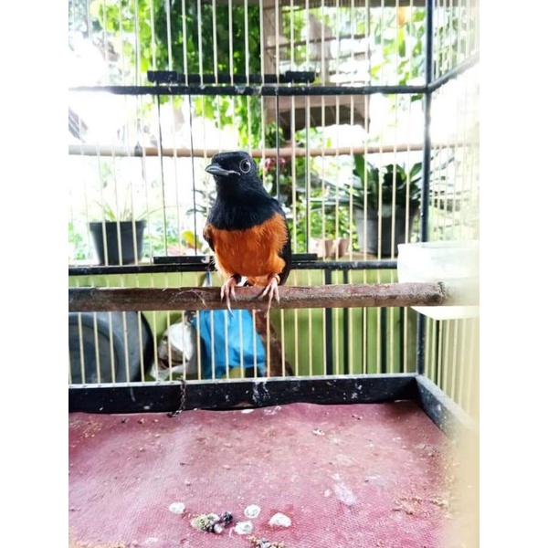 Murai batu Trotol jamin jantan. Trah prestasi event cup(Loloh induk)