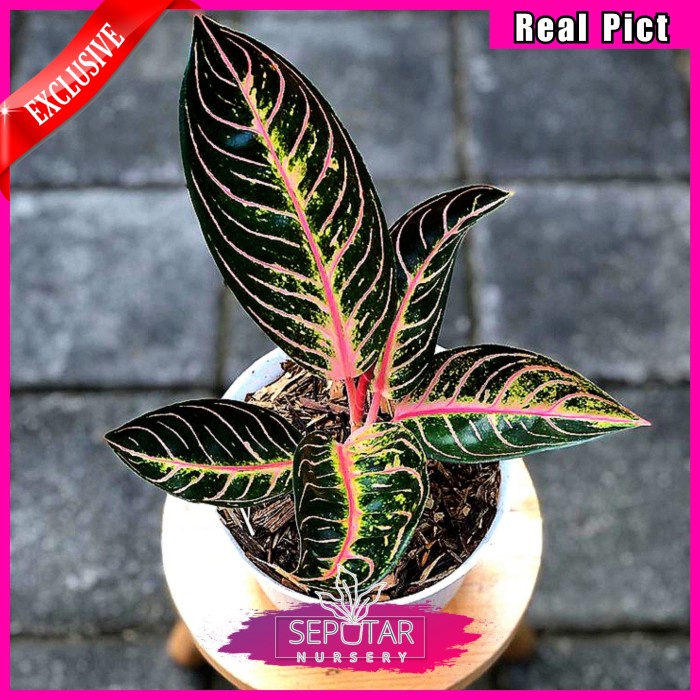 (BISA COD) Aglonema red sumatra - Tanaman hias aglonema