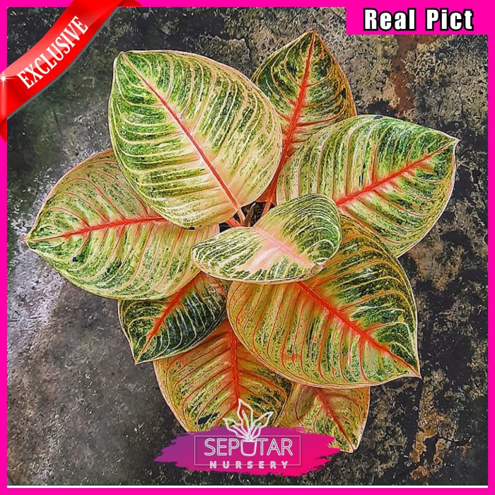 (BISA COD) aglonema moonlight - tanaman hias aglonema moonlight