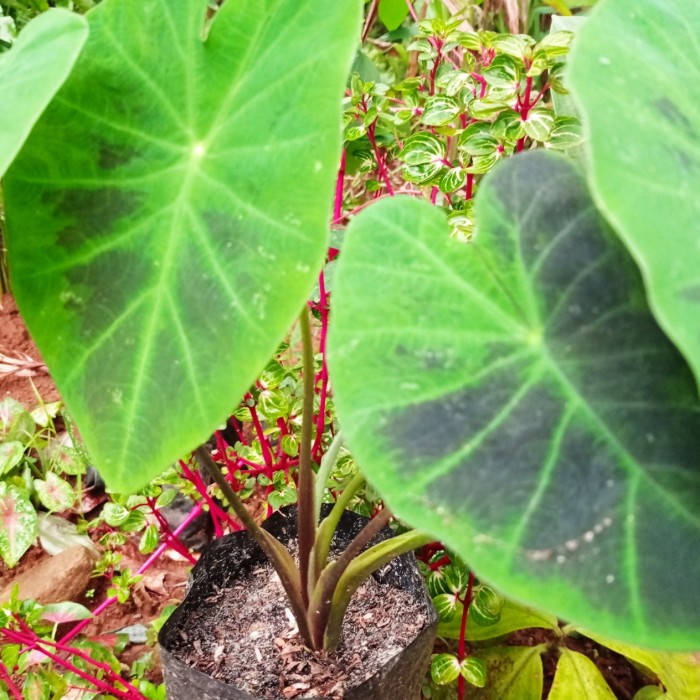 

alocasia tinta black