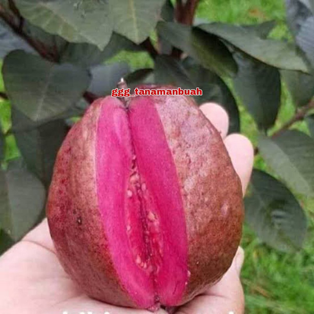 Bibit Jambu Merah Australia Super Okulasi