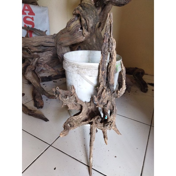 kayu rentek tenggelam dangkel aquascape chana
