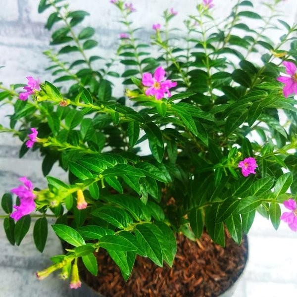 Tanaman hias taiwan bunga ungu/tanaman bunga taiwan/pohon taiwan bunga ungu