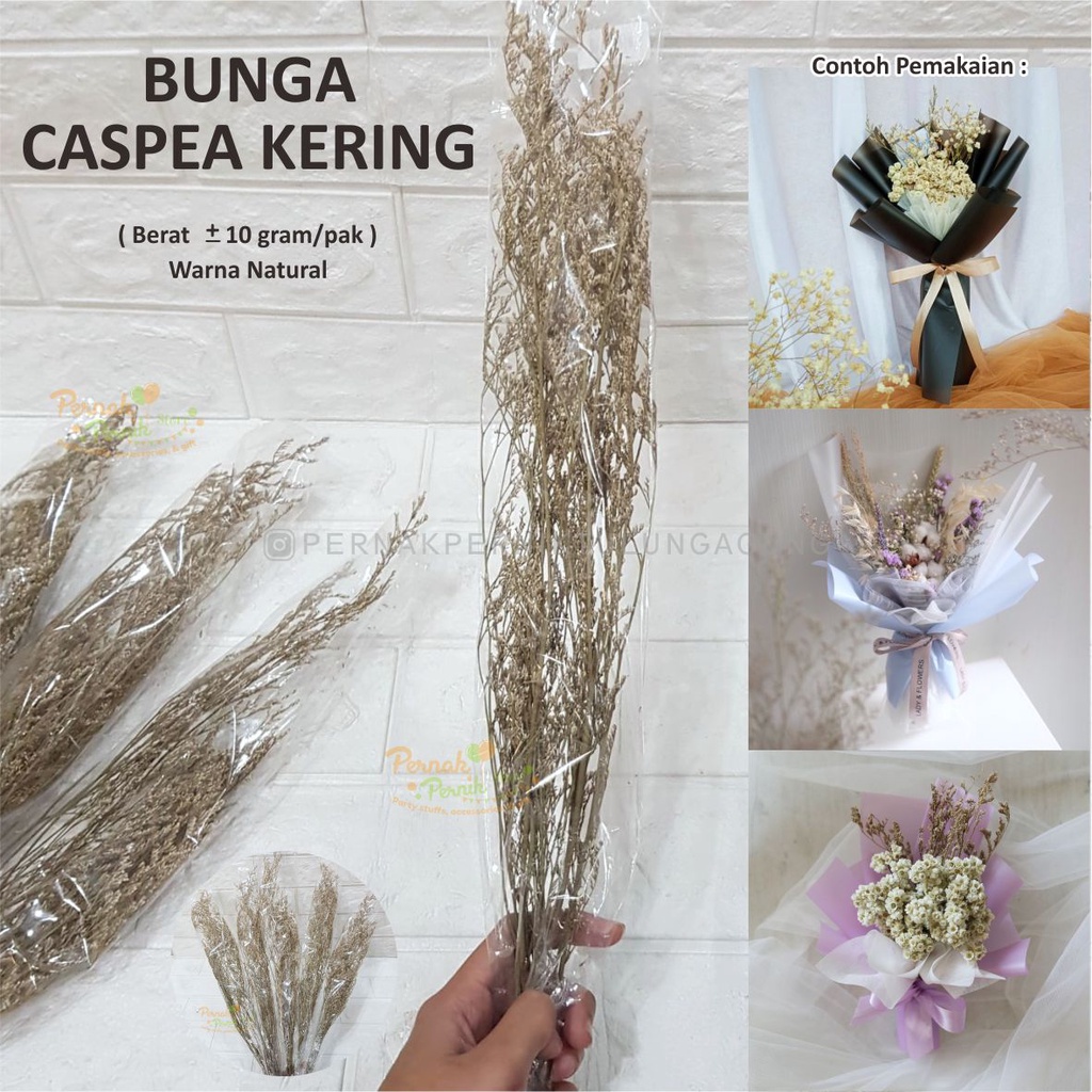 Bunga Caspea - Bunga Kering - Buket Bunga, Buket Uang, Hampers, Kado, Hadiah