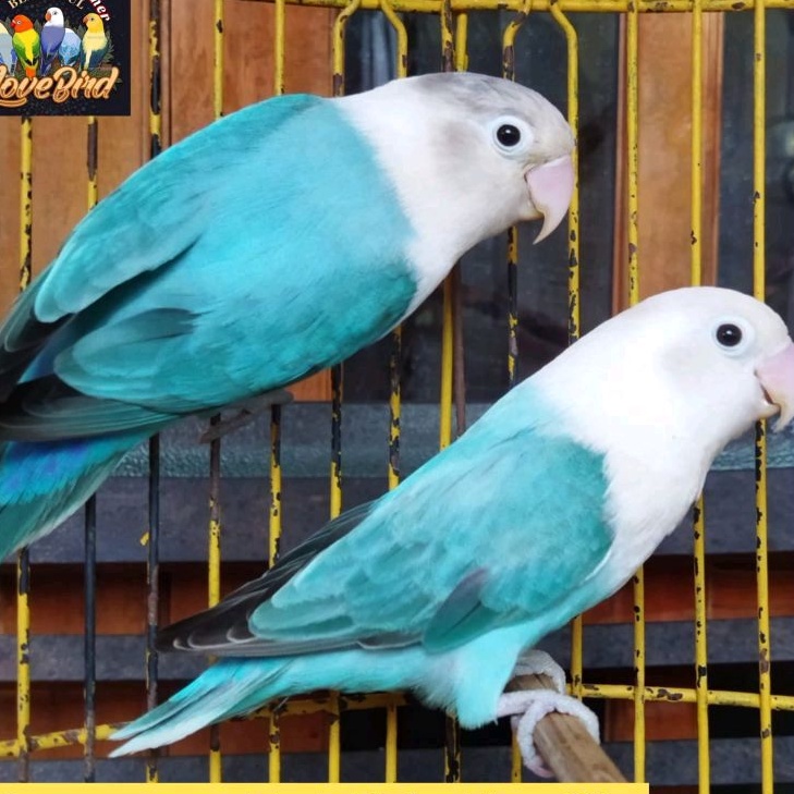 Burung love bird lovebird biola blue banyak