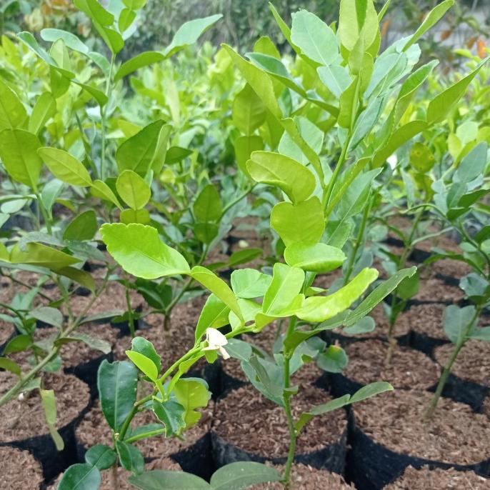 joss Tanaman jeruk purut, bibit tanaman jeruk purut, jeruk purut viral