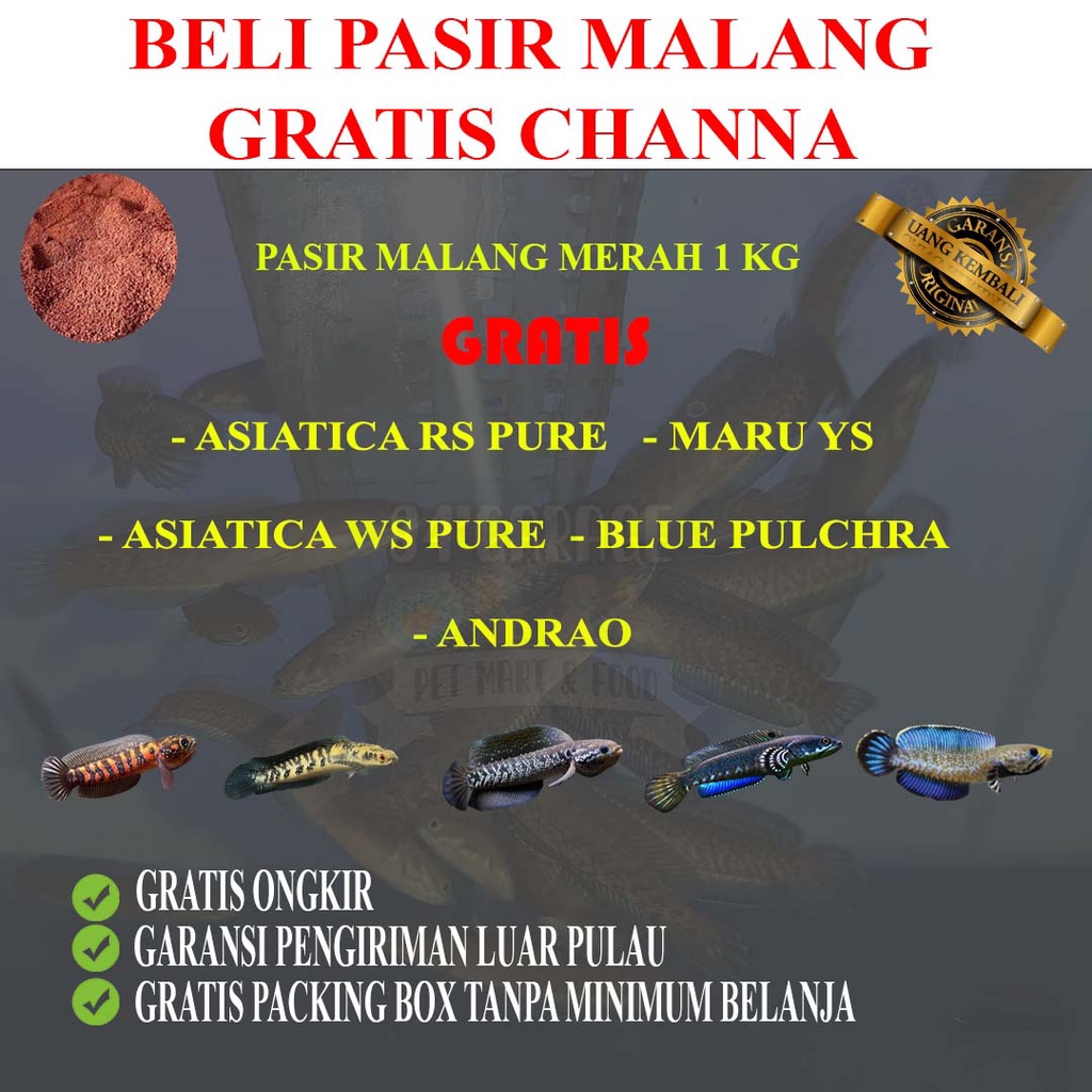 PASIR MALANG 1KG GRATIS CHANNA 3 - 15 CM IKAN CHANA GABUS HIAS MARU YS ASIATICA WS ASIATIKA RS ANDRA