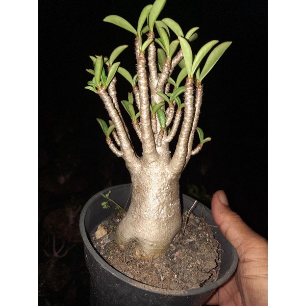 Adenium OwnJam x NSDD