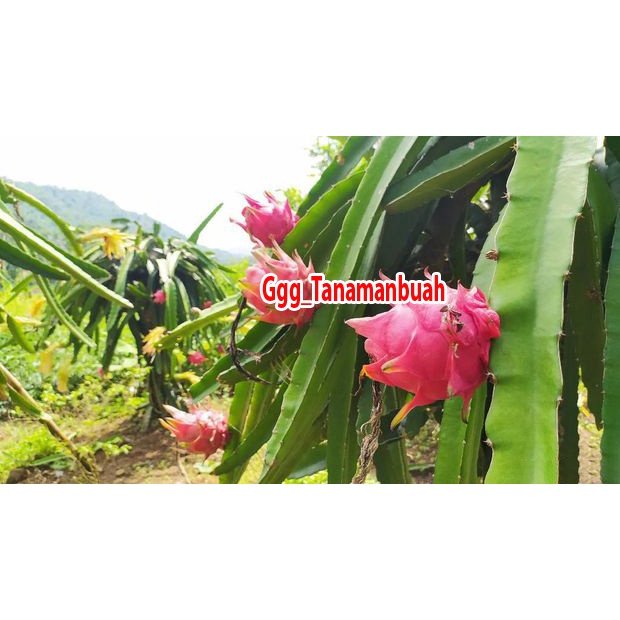 Bibit Buah Naga Merah Super