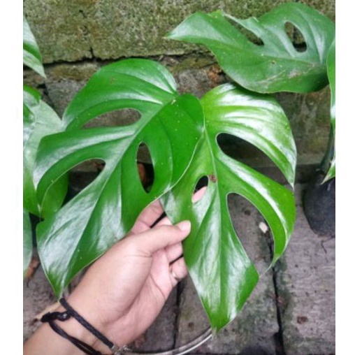 Tanaman hias Raphidopora Pertusa daun Lebar/Raphidopora Pertusa