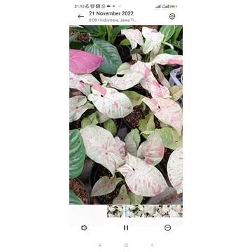 singonium milk confetti