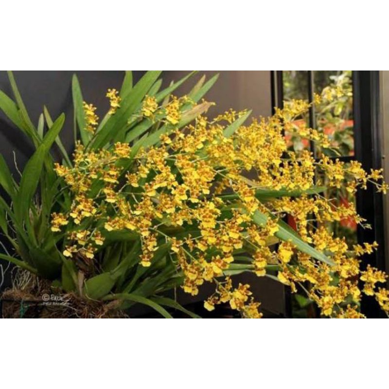 Anggrek oncidium Americana