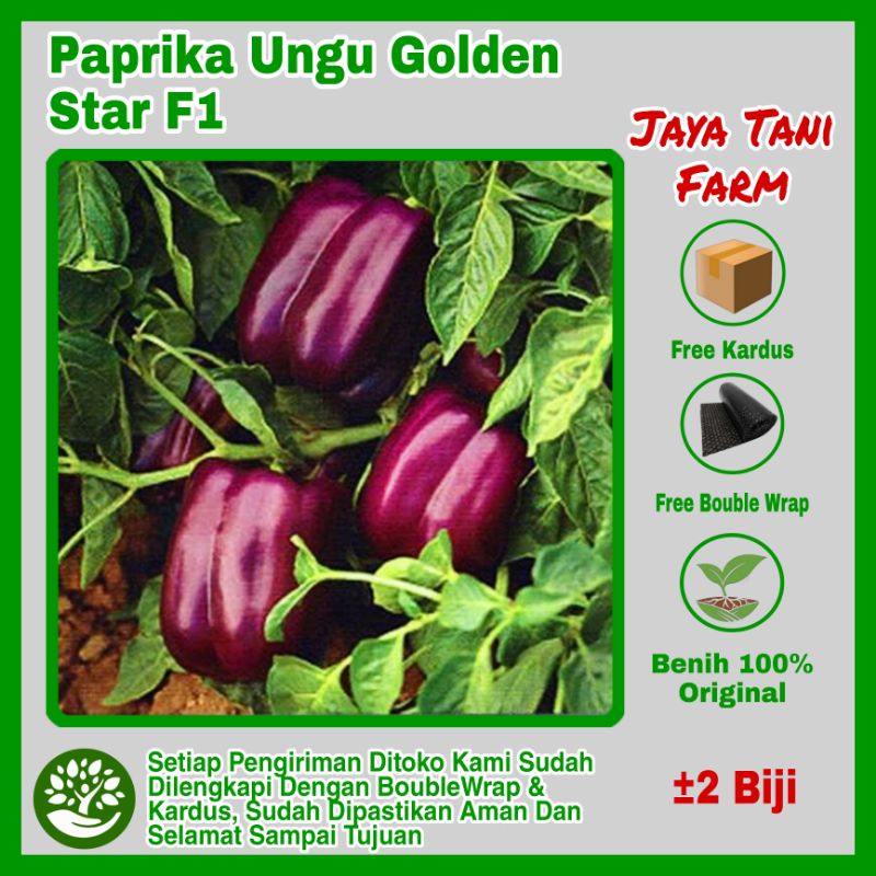 Benih Paprika ungu Super Unggulan F1 / Benih sayuran / Bibit sayuran / Bii Sayuran / Benih Paprika /