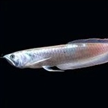 ikan hias arwana ikan hias arwana silver ikan hias arwana silver red ikan hias arwana serat merah ta