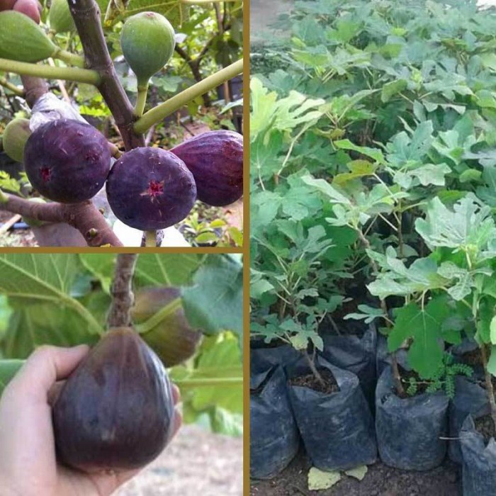 tanaman bibit buah tin Ara ungu FF11