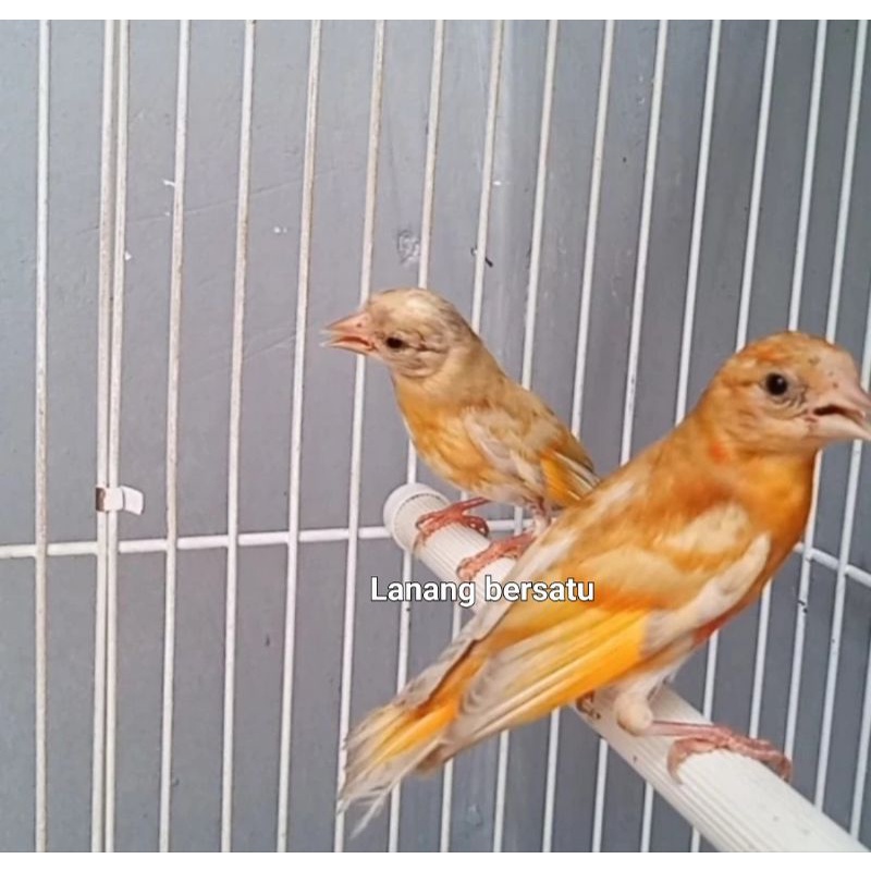 Burung Redsiskin Double Dilute Jantan