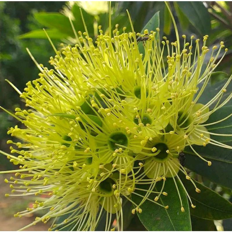 promo bibit bunga santos kuning bunga vegetasi lebah pakan klanceng