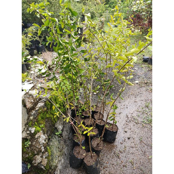 bahan /bibit bonsai sianci manis