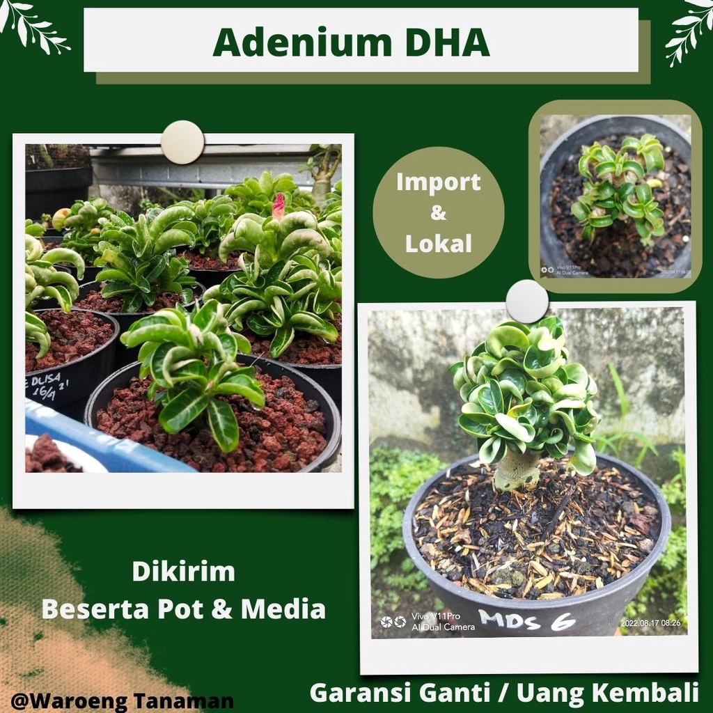 PROMO Adenium Dha Medusa Bunga Adenium Dha medusa Bibit Adenium DhaTanaman Taman Adenium DhaTanaman 