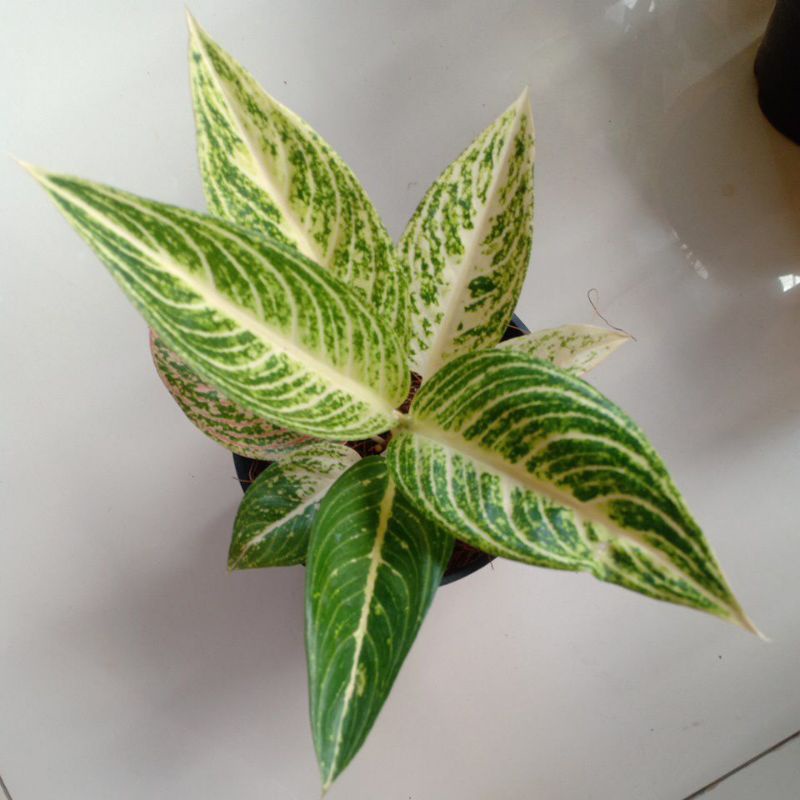 aglaonema legacy white