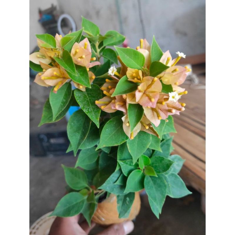 tanaman hias bugenvil Singapura kuning