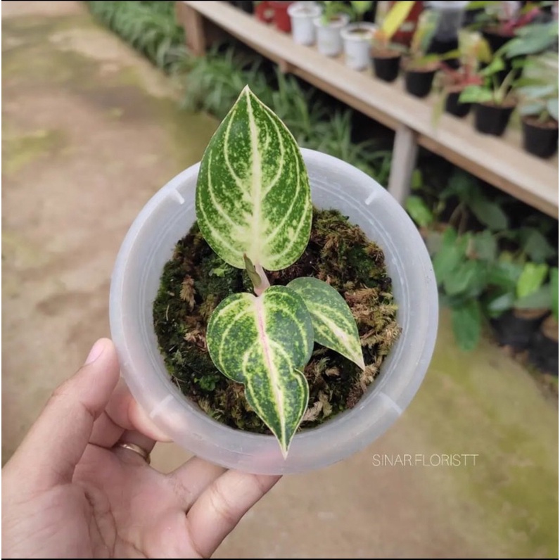 Baby Aglonema Moonlight/Anakan Aglonema Moonlight Daun 1-2