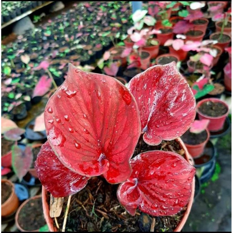 Keladi Nagoya Perfect | Tanaman Hias Keladi Caladium Nagoya Murah / Tanaman Hias Hidup
