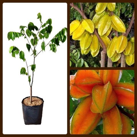 VIRAL HARGA HANCUR BIBIT TANAMAN BUAH BLIMBING / BELIMBING MADU SUPER GG22