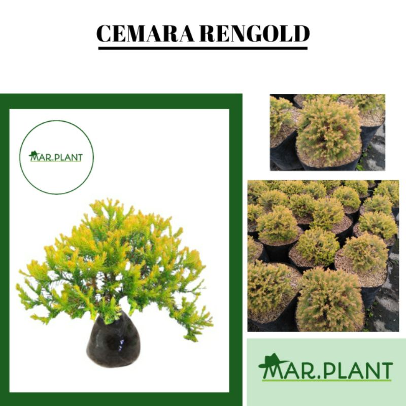 Jual Tanaman Hias Cemara Mini Rengold Cemara Mini Indoor Outdoor Shopee Indonesia